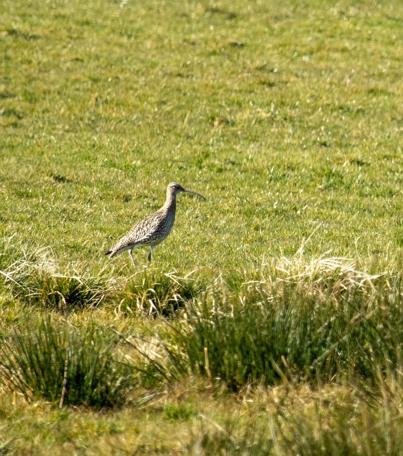 Curlew in a field